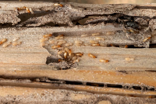 Trusted Cecil Bishop, PA Pest Control Experts